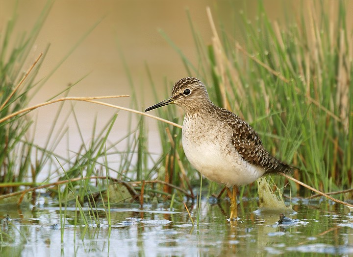 Piro piro boschereccio